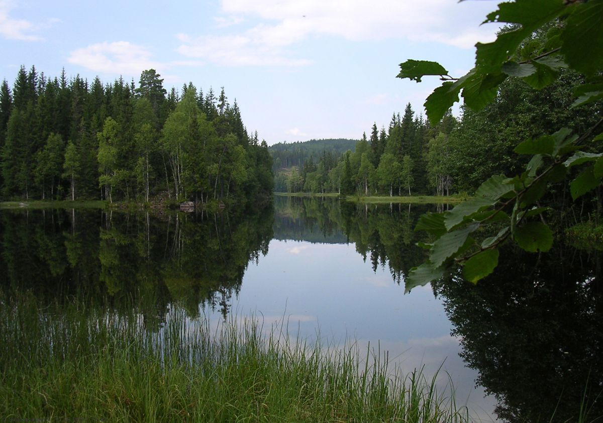 Plassedammen på Krokskogen