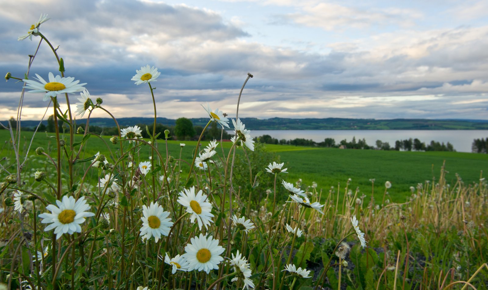 Prestekraver med mjøsutsikt