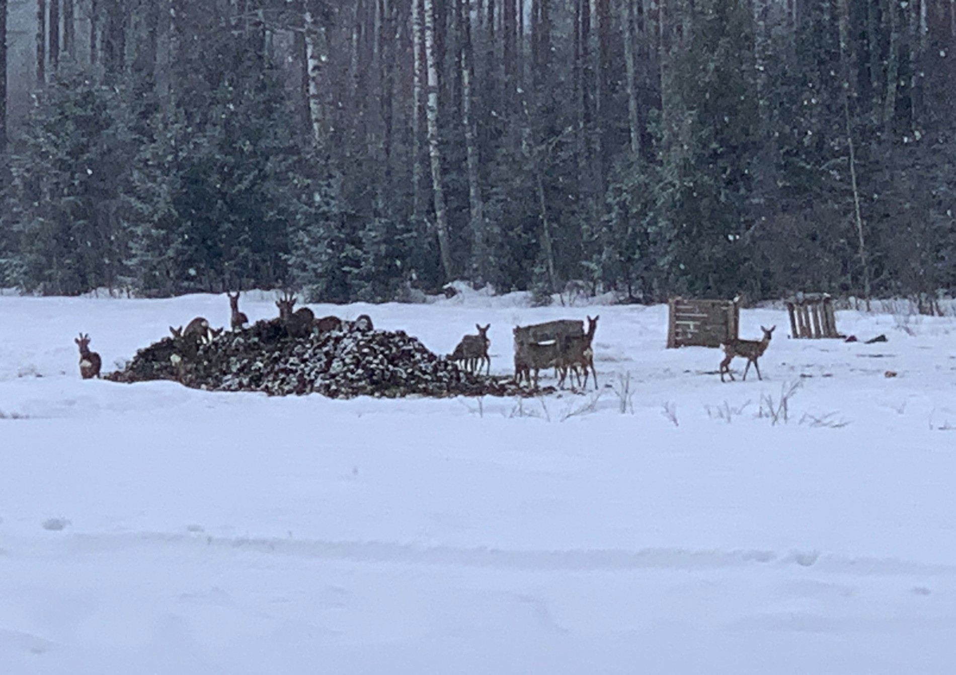 Rådyr i kål (grønnsaker)