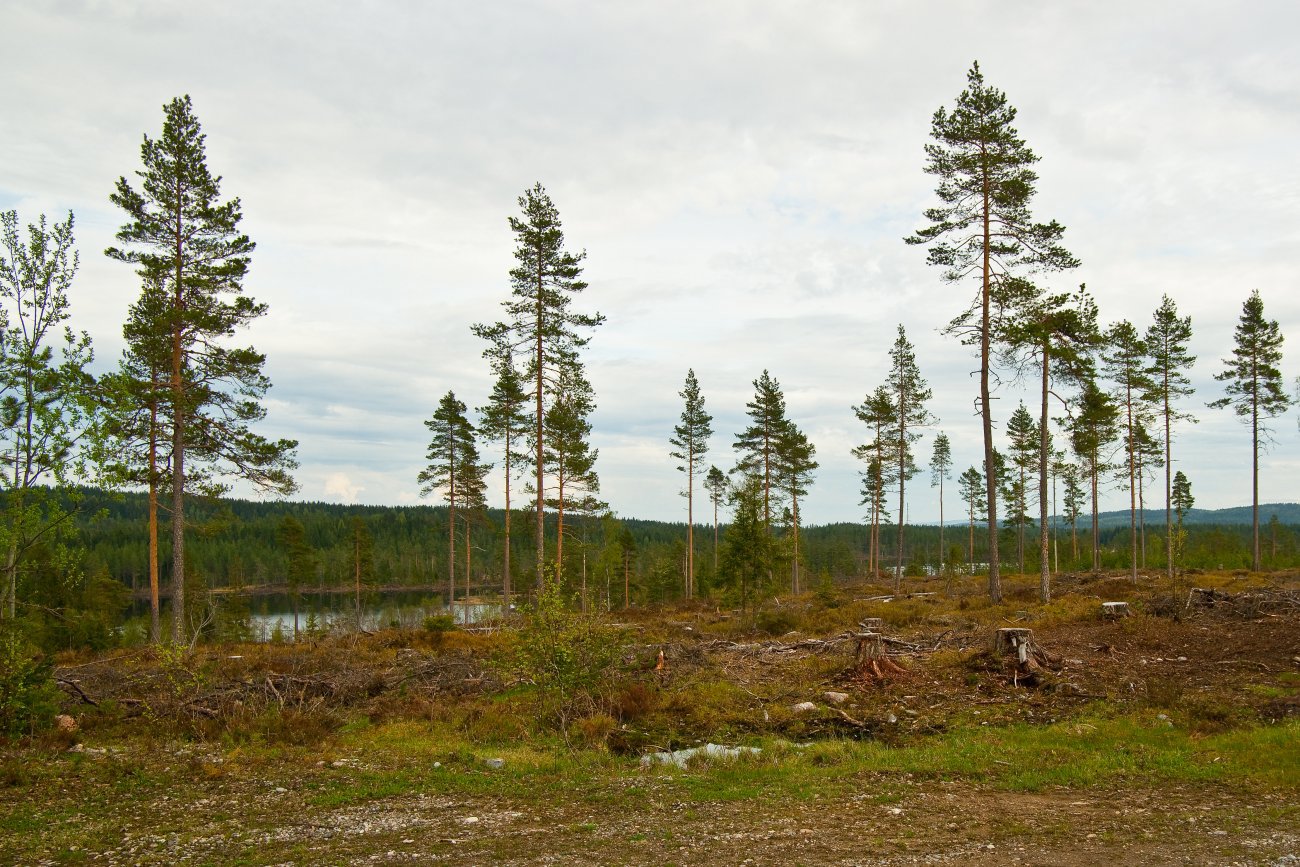 Rake furutrær ved Buvannet