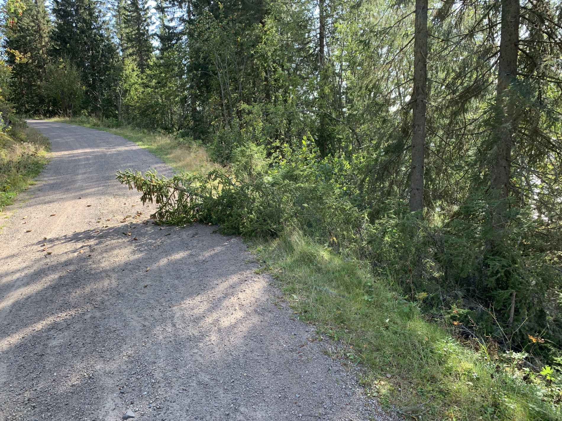 Rester av høststormen har lagt ned et tre