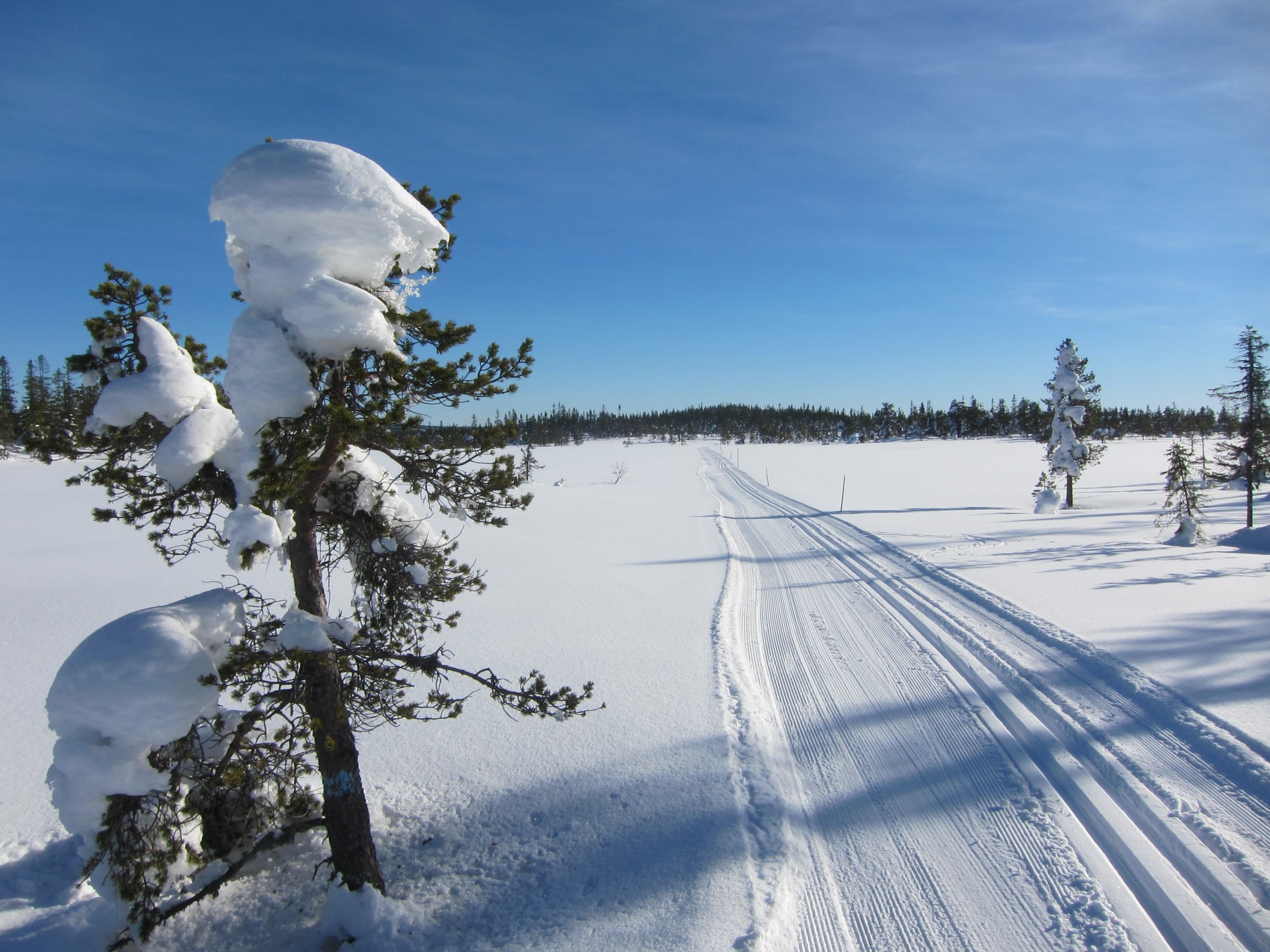 Rett fram over Kvitingsmyrene