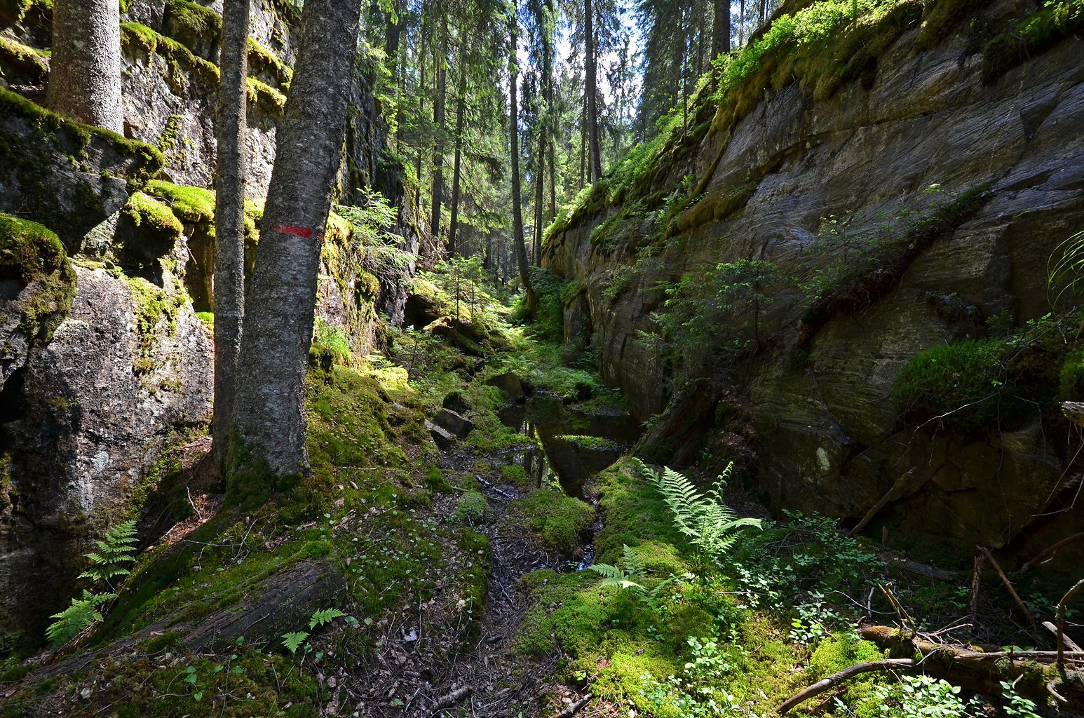 Rødmerket løype i Svartdalen