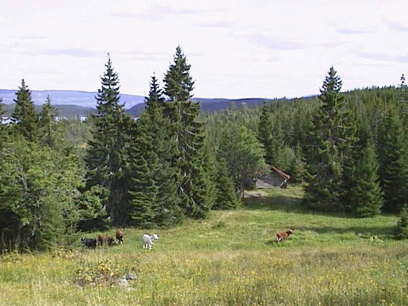 Roenseter - utsikt mot Gjerdingen