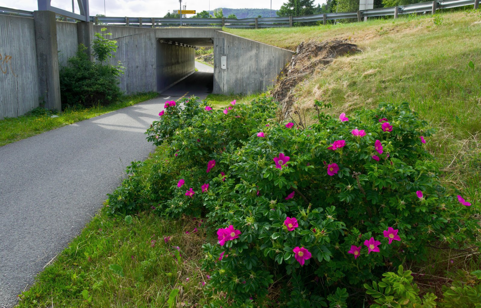 Roser ved trafikkmaskinen