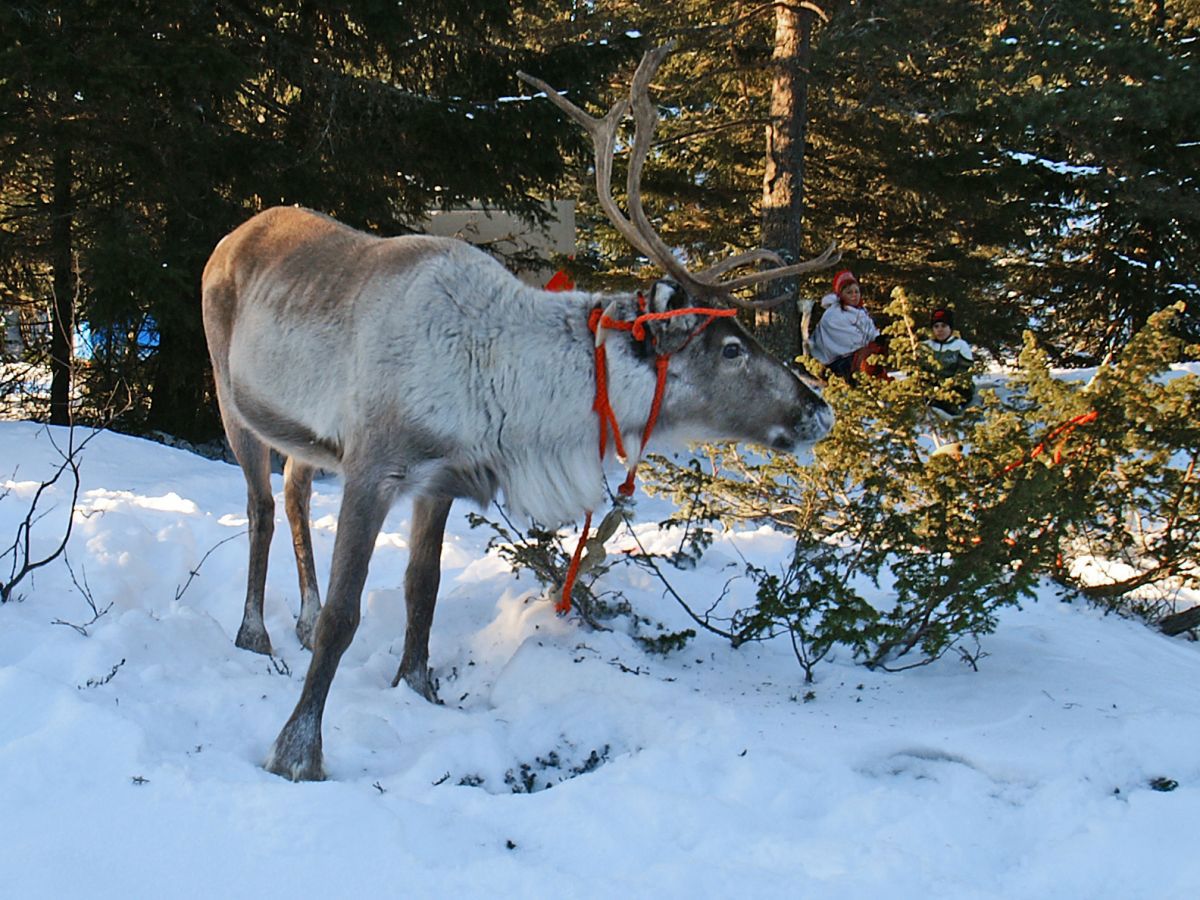 Rudolf på Ringkollen