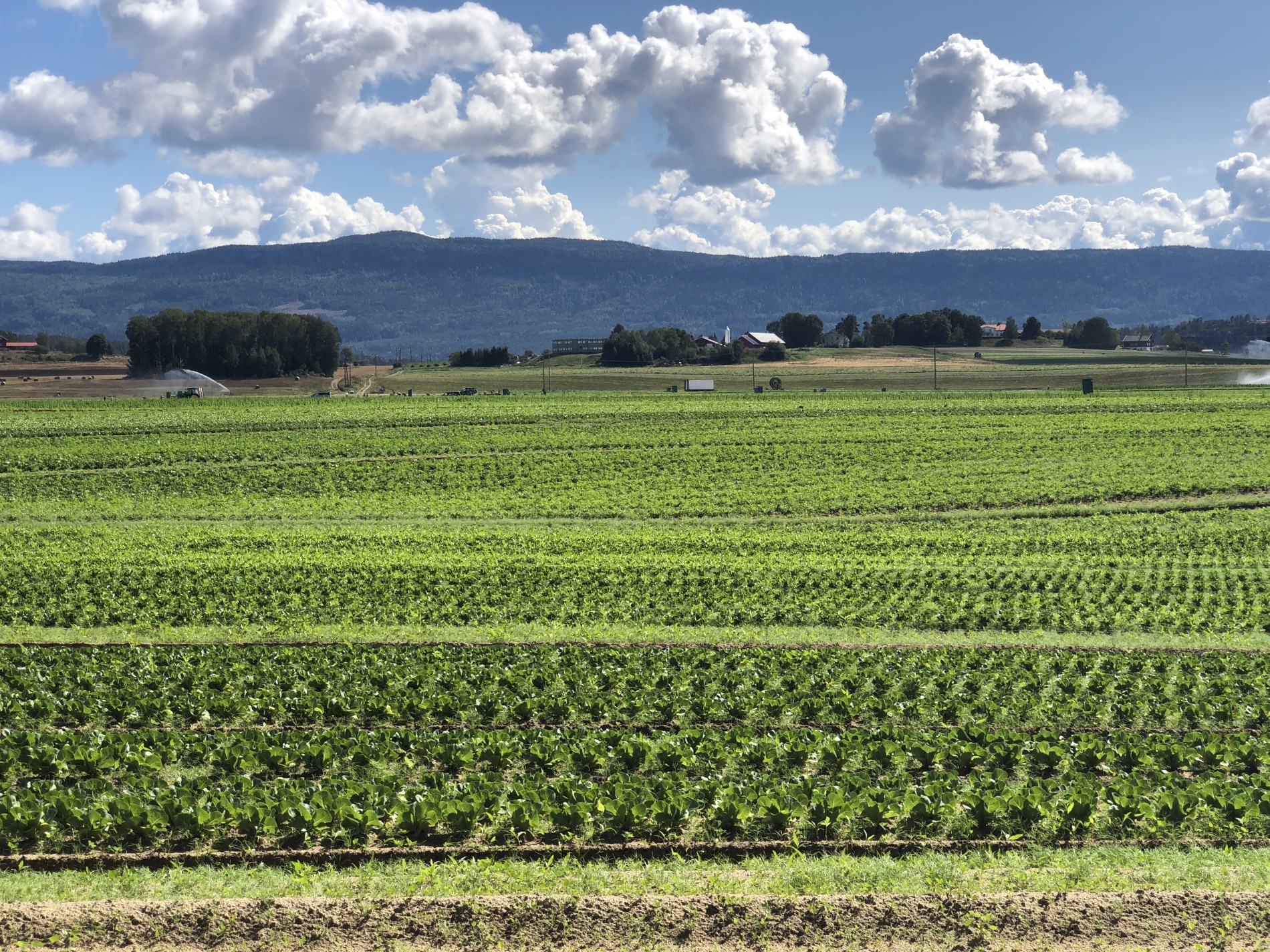 Salatdyrking ved Sørum