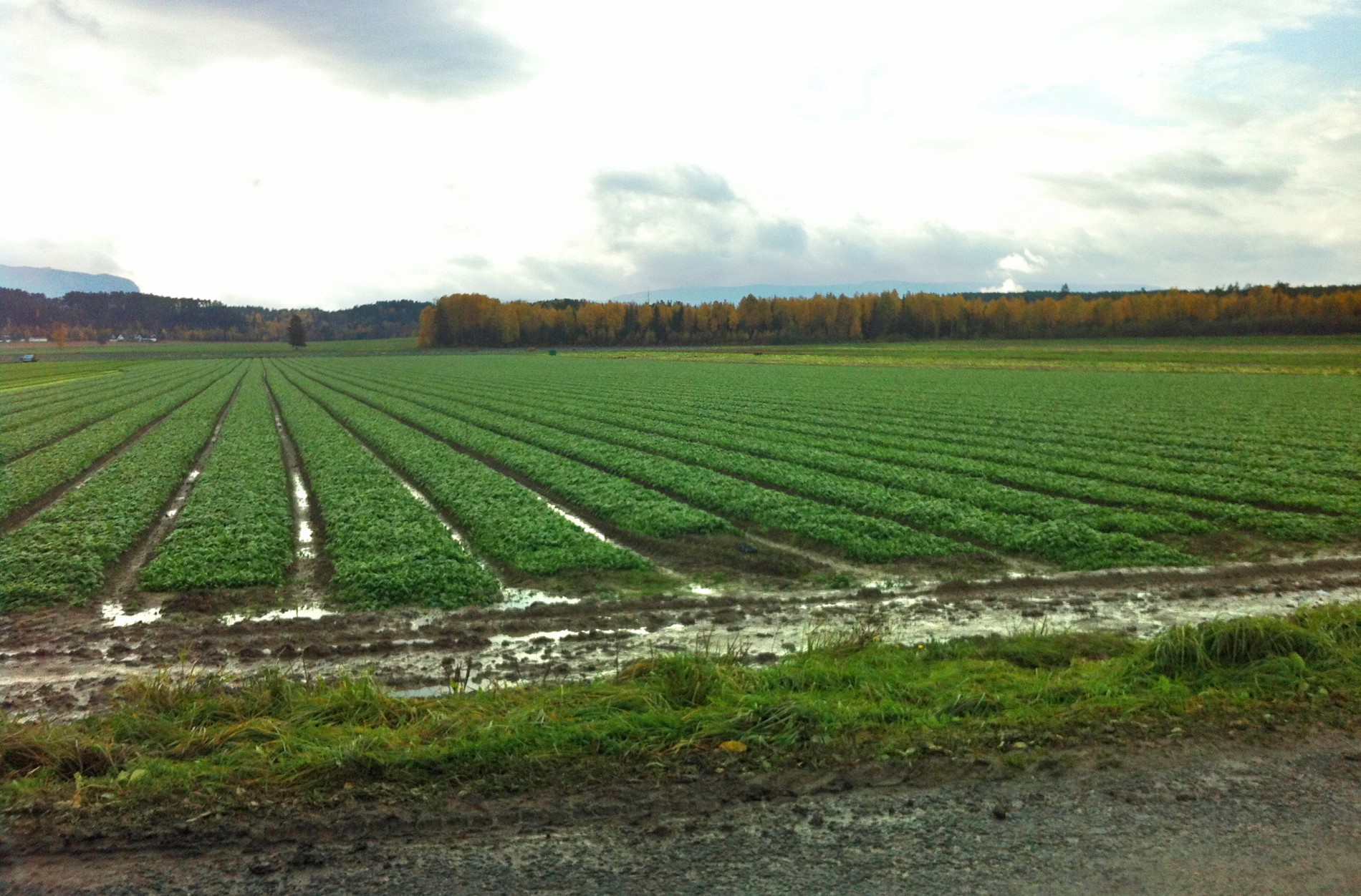 Salaten har fått nok vann