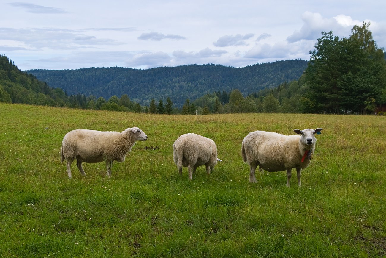 Sauer i tre retninger