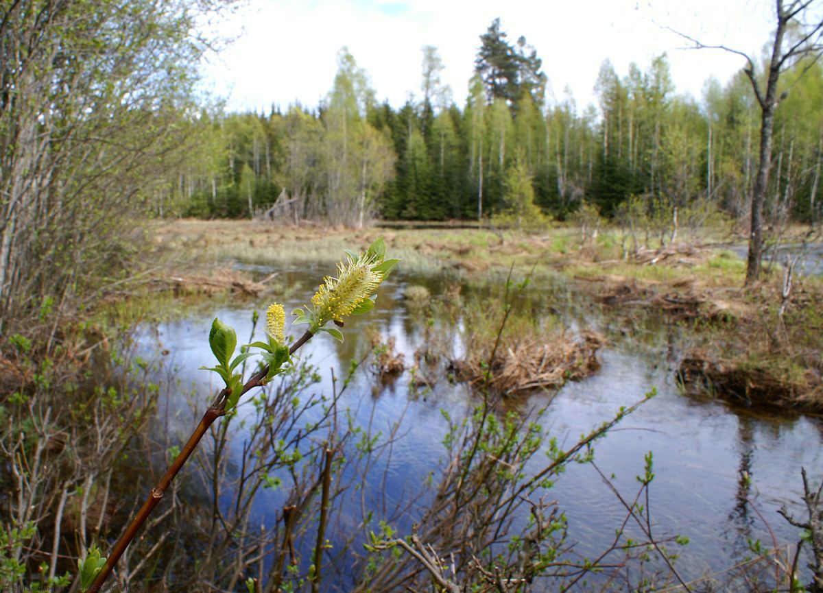 Seljen blomstrer ved Sloravannet