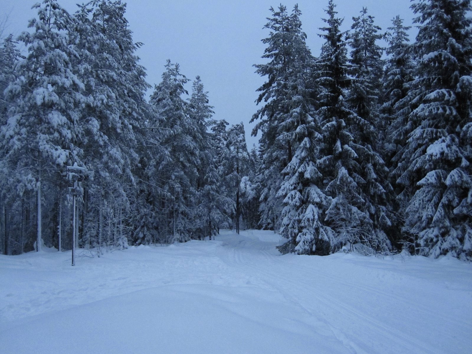 Senior og måneskinn