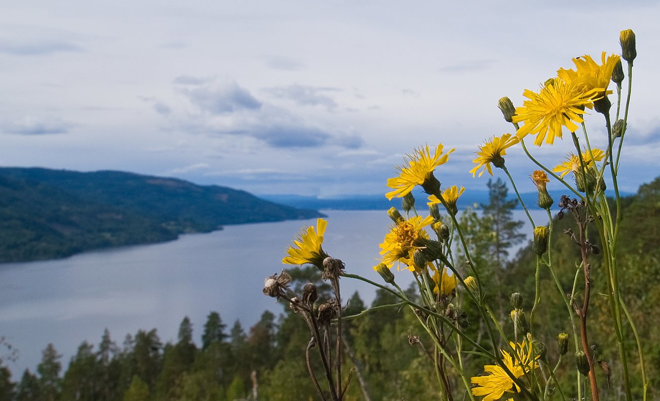 Sensommer ved Tyrifjorden