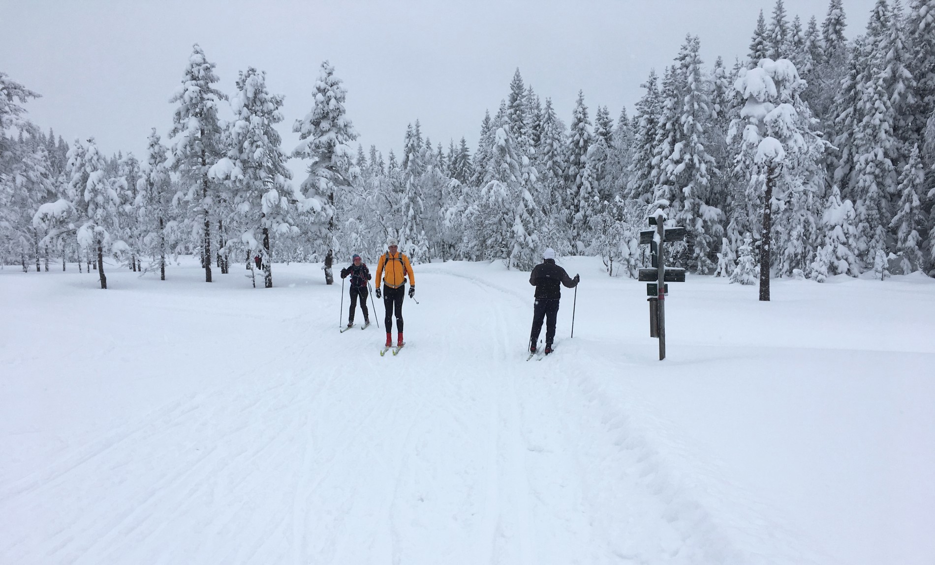 Silkebløte løyper ved Femputtene