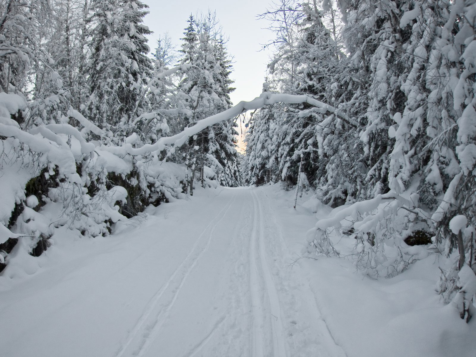 Silkeføre nord for Kampevaddammen
