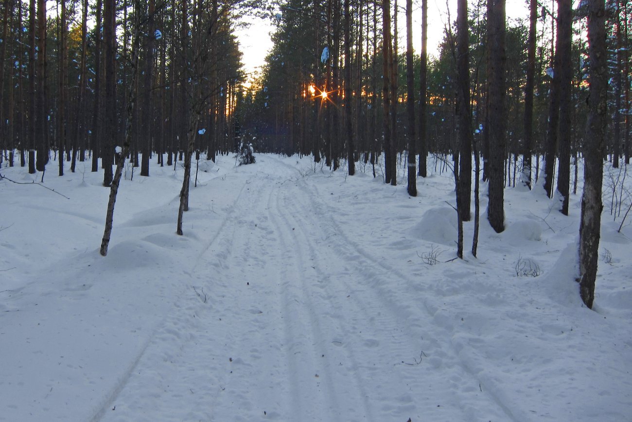 Siste solstråler gjennom skogen