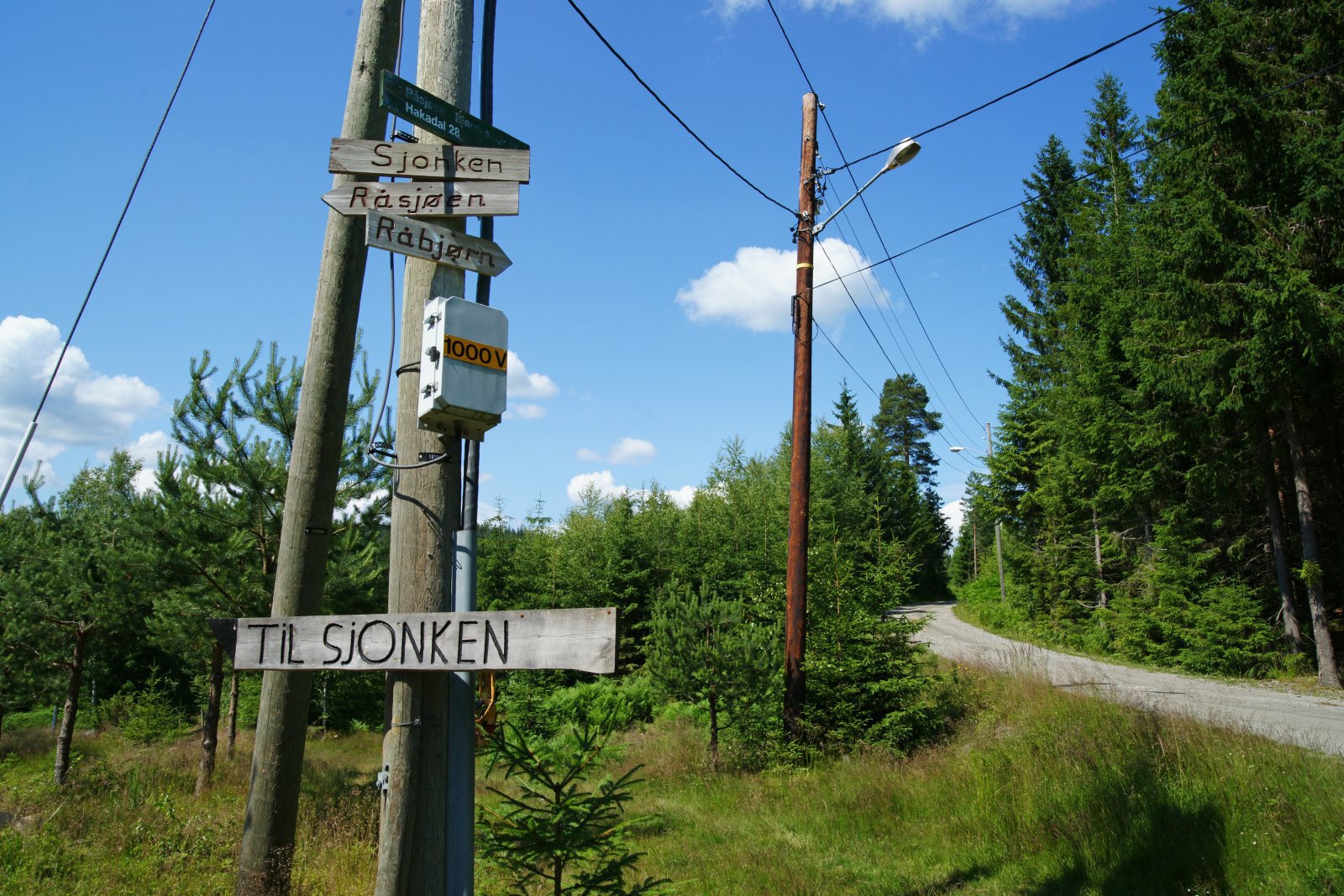Sjonken eller Råbjørn?