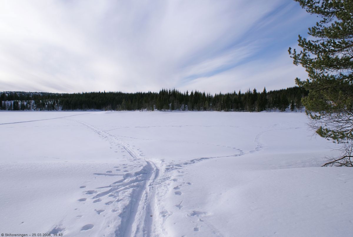 Skispor ut på Lauvtangen