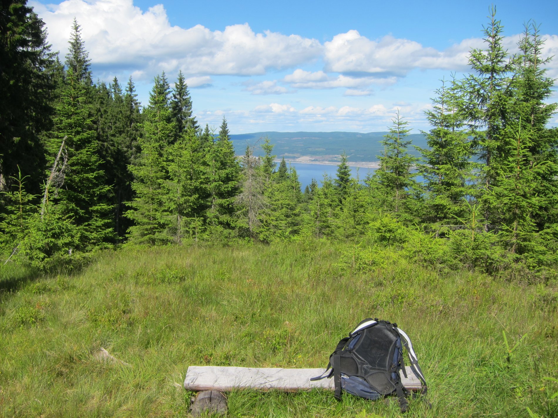 Skogen tar utsikt på Melbyhøgda