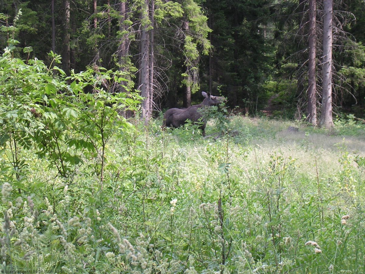 Skogens dronning ved Østernvann
