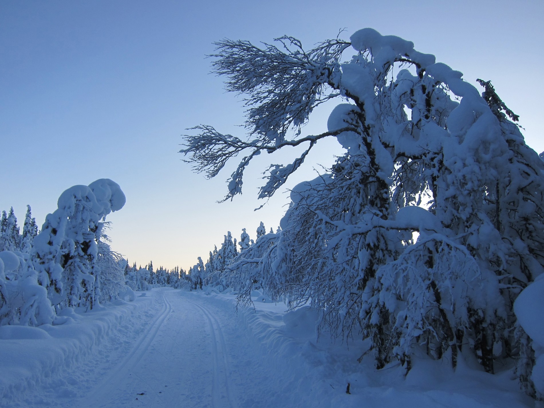 Skogens trolske formasjoner