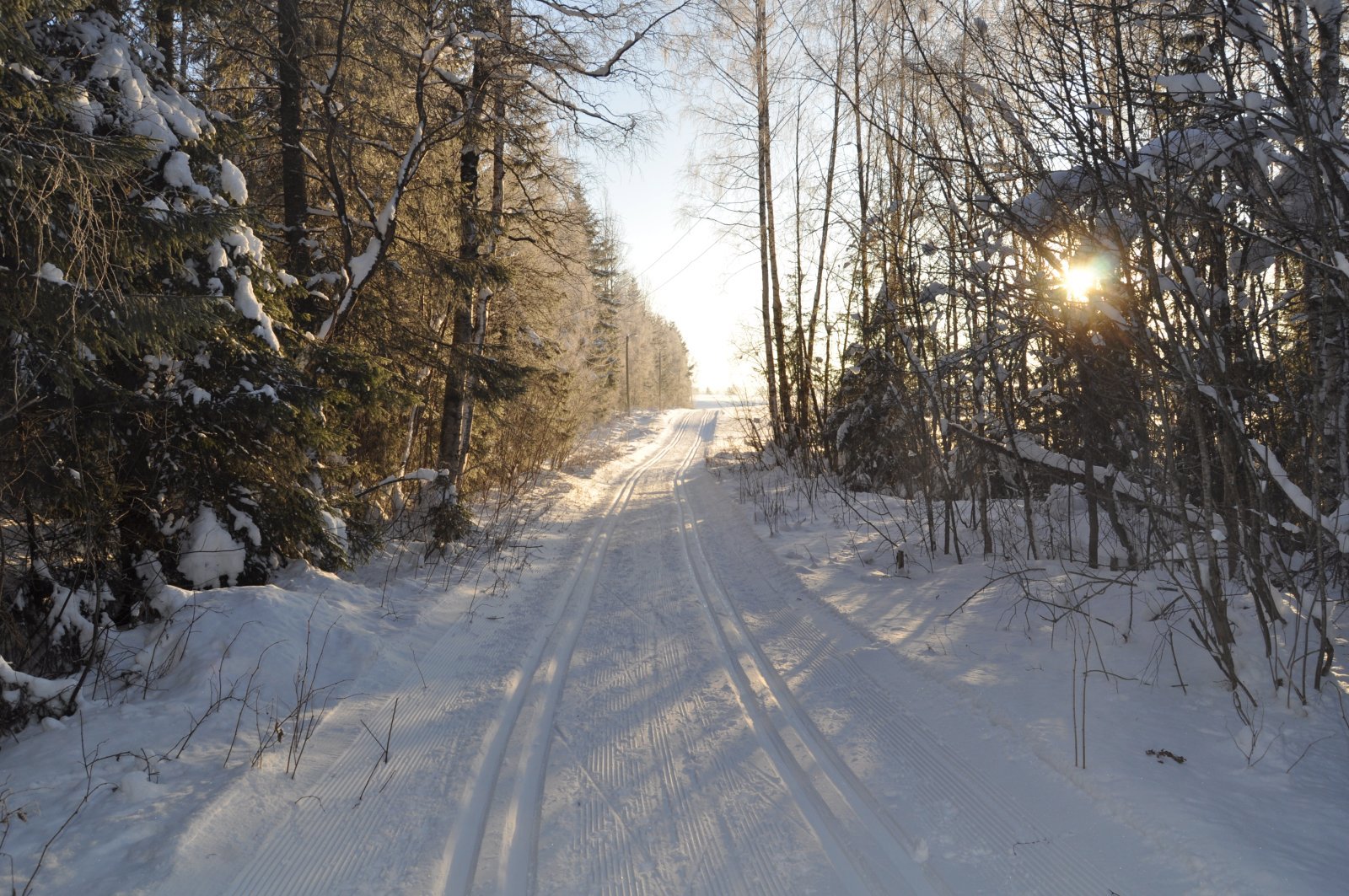 Skogholt før Presteseterjordet