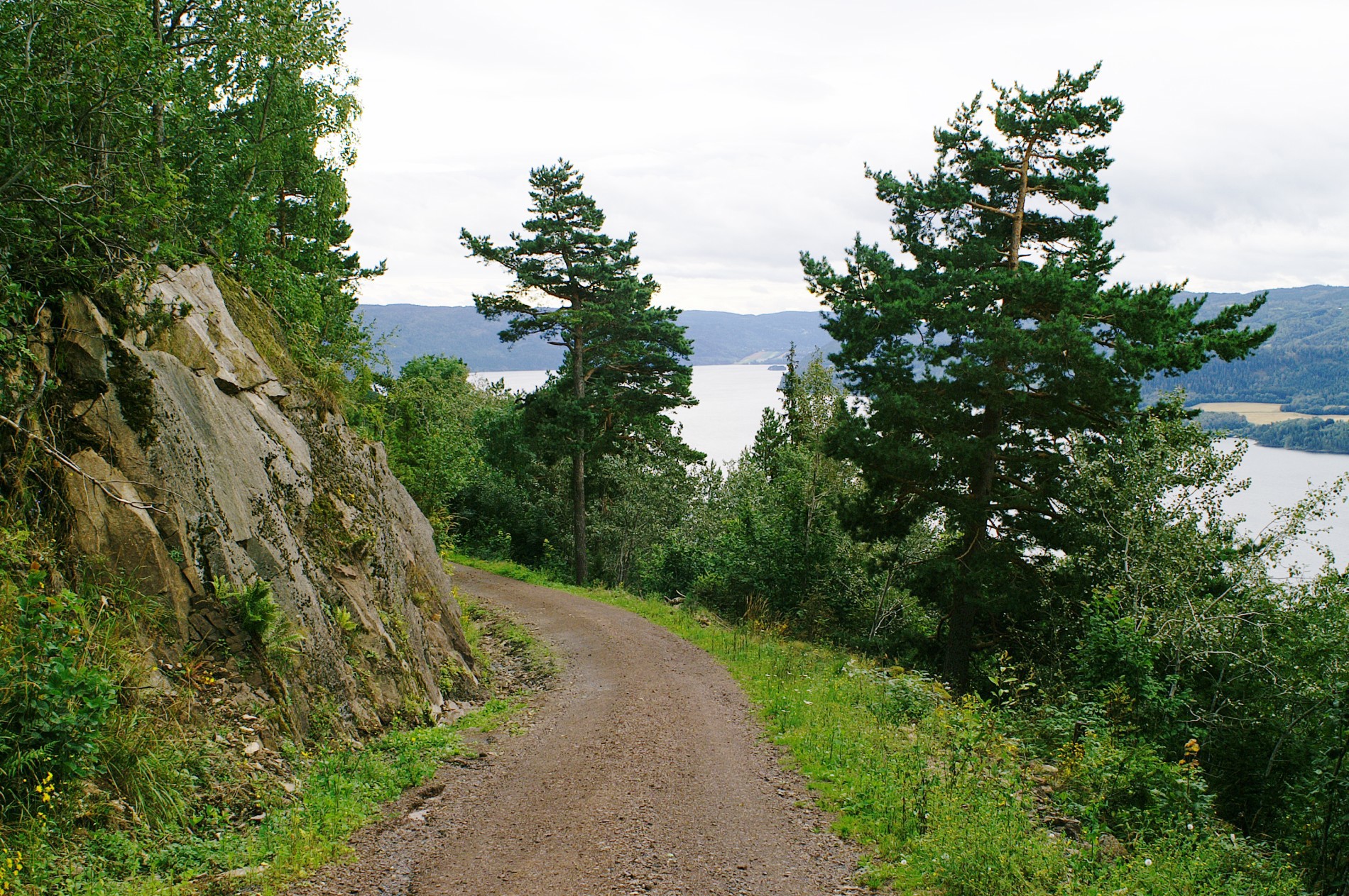Skogsbilveien til Homledal