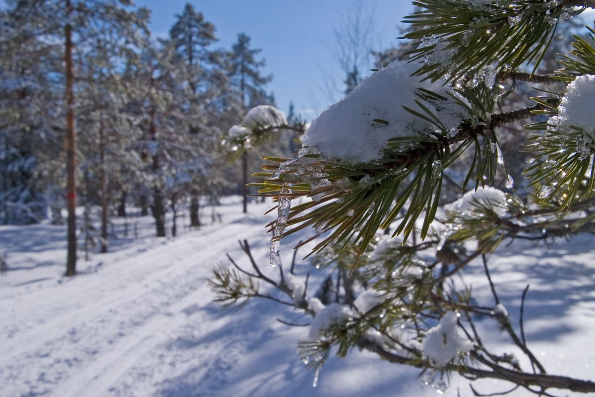 Små istapper gir bud om vår