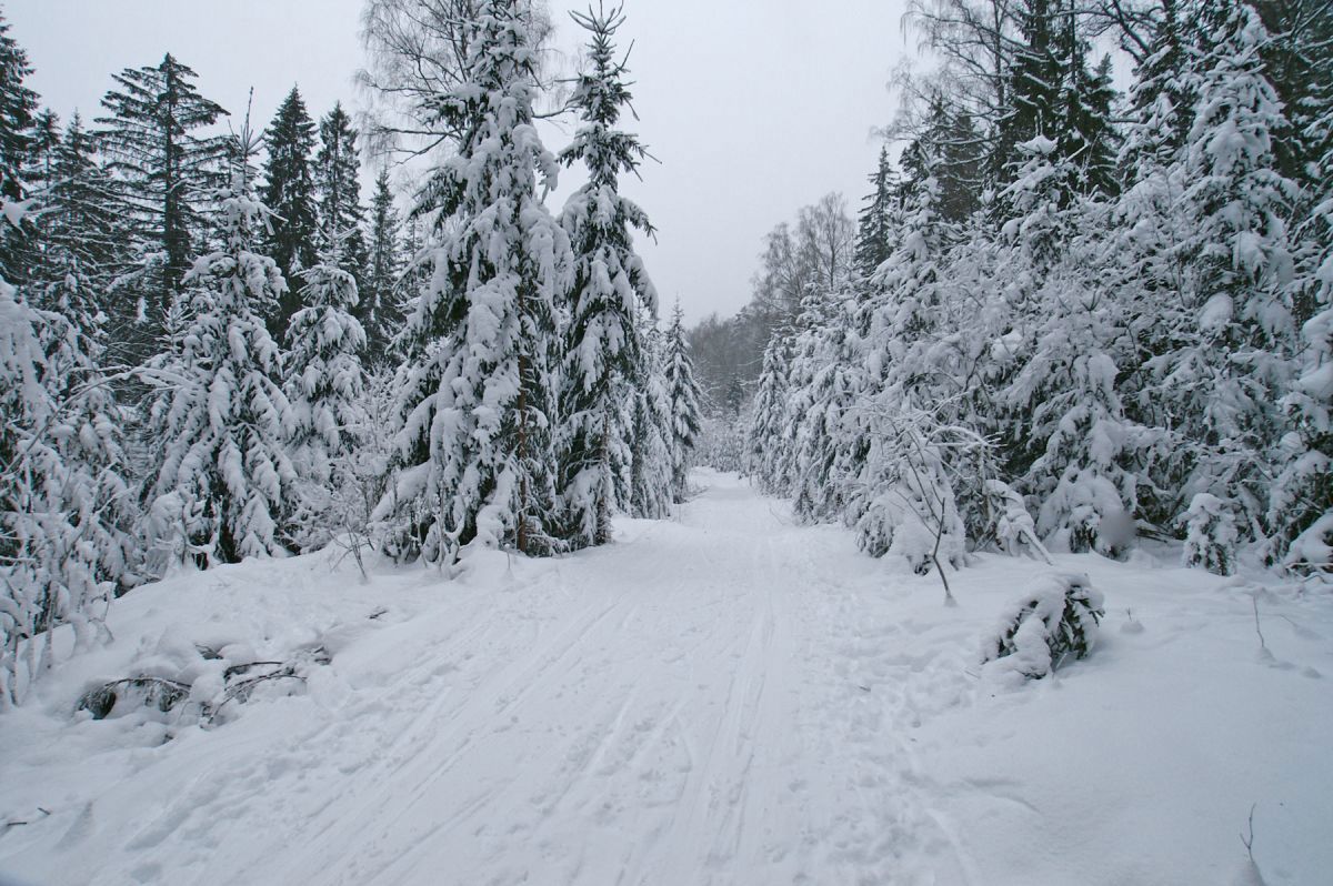 Snetunge grantrær i Bærumsmarka