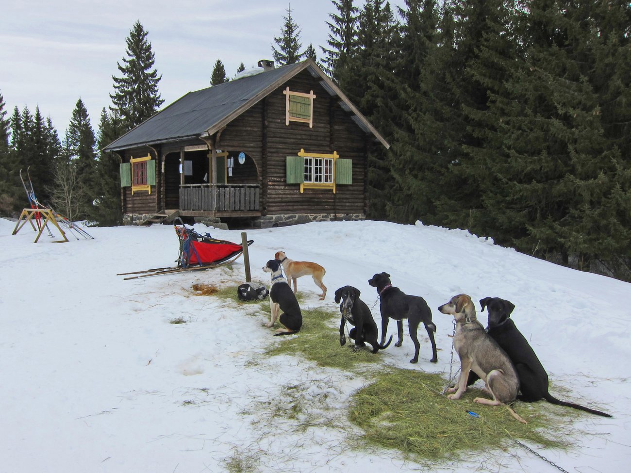 Snille hunder på Vensåsseter