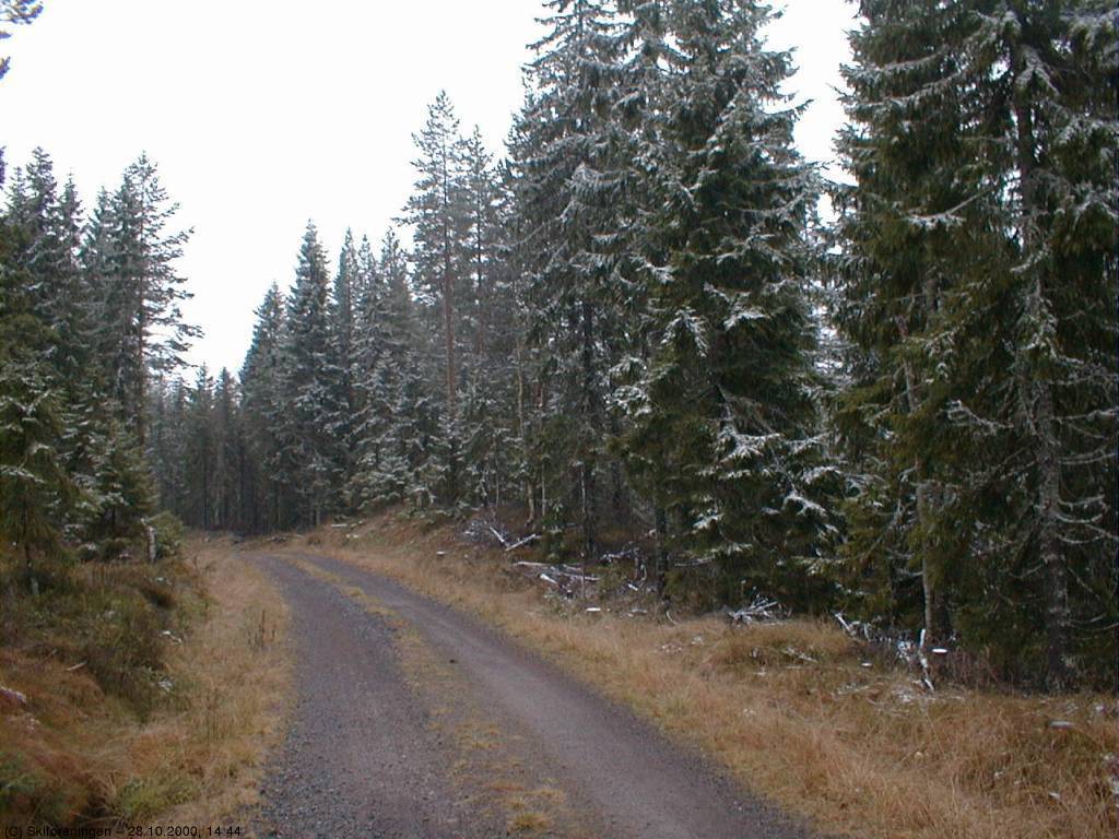 Snø på trærne ved Trehørningen