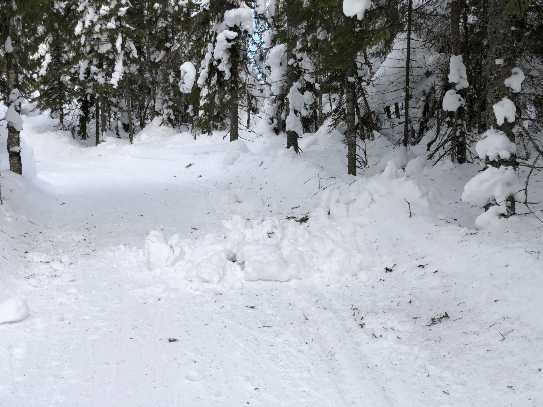 Snøen faller tungt fra trærne