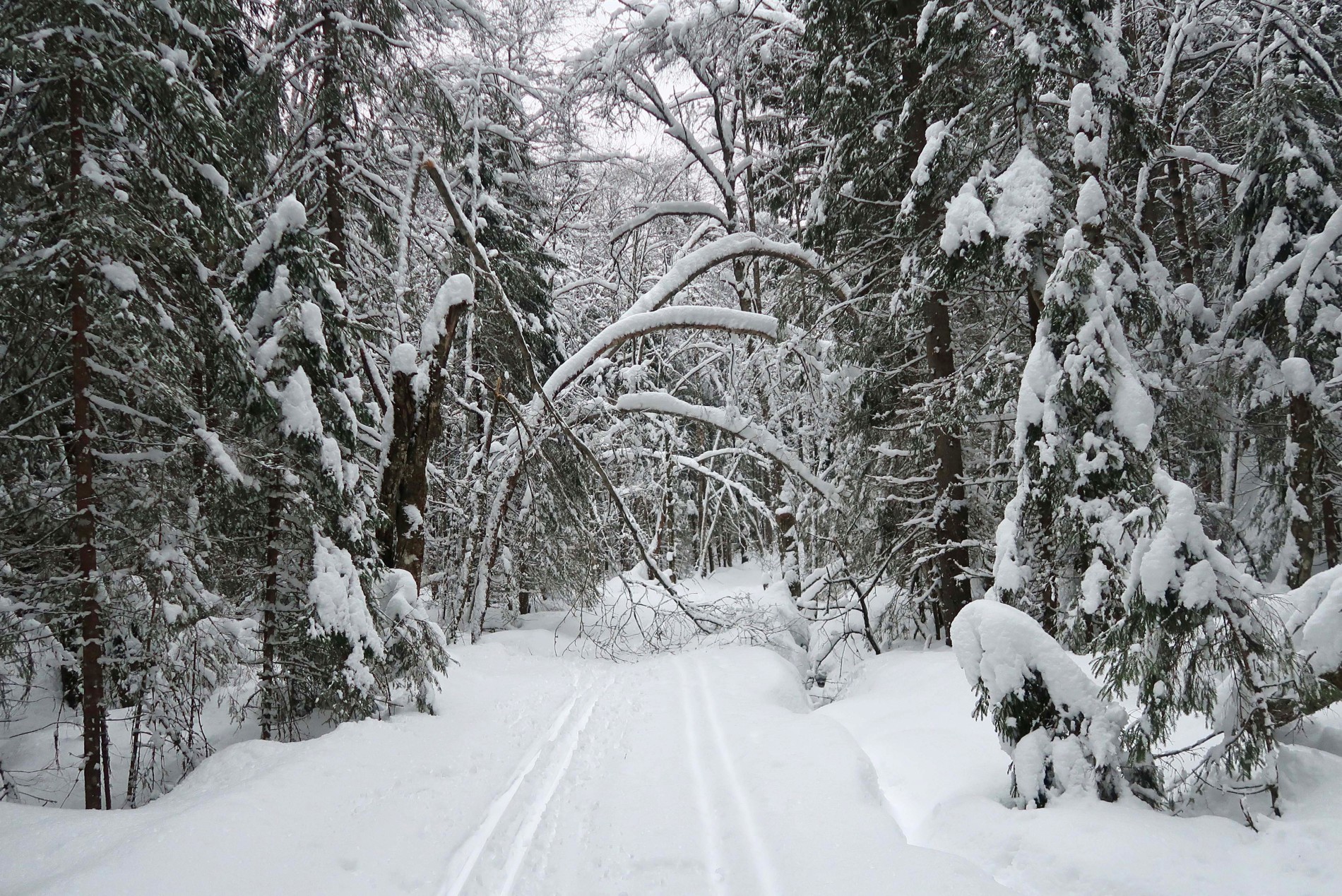 Snøtunge trær i Kalddalen