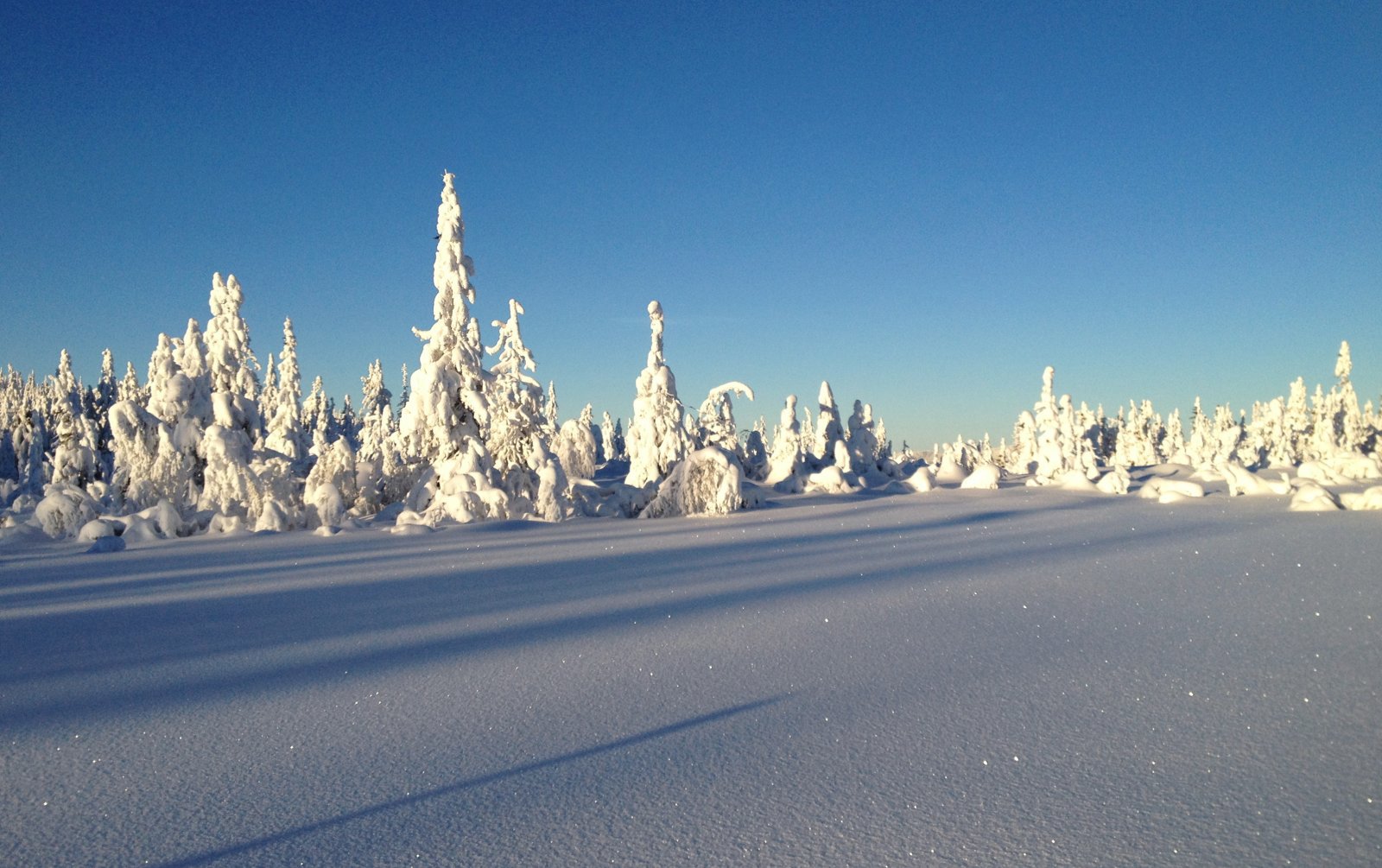 Snøtunge trær ved Sjuputtane