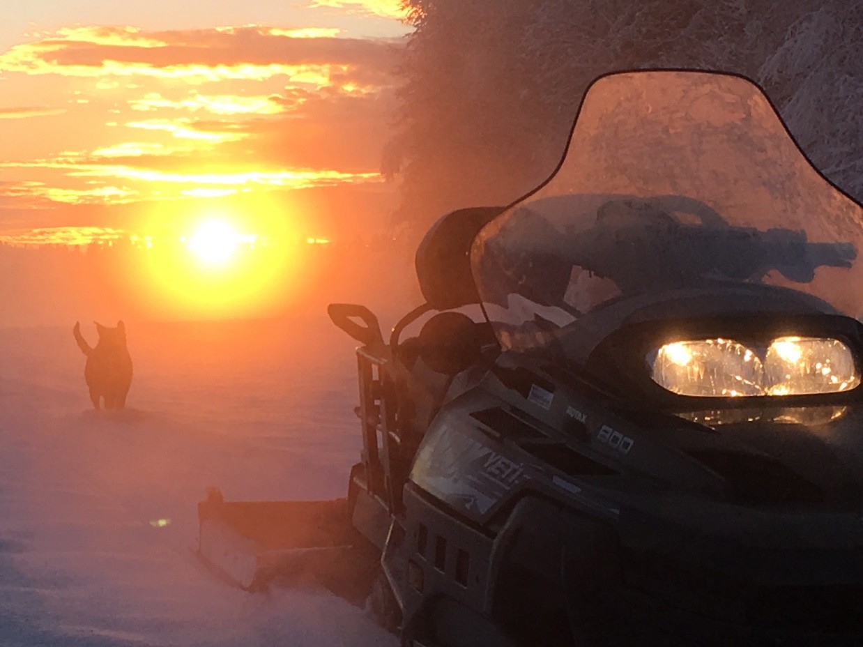 Solnedgang over Sole skog