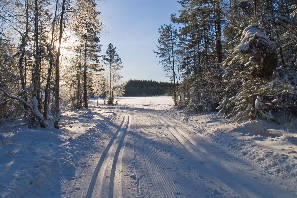 Solskinnsdag ved Langtjern