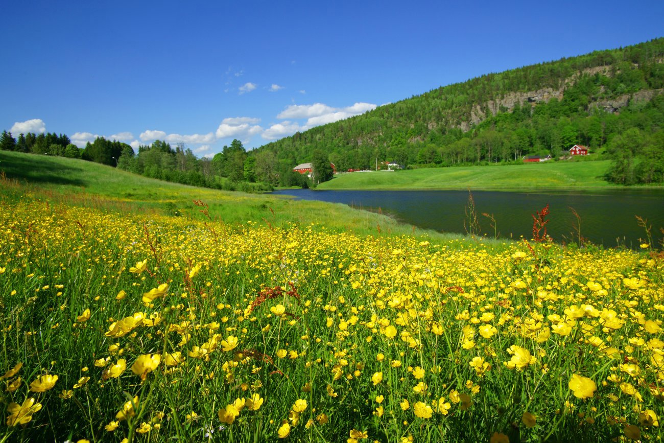 Sommer ved Glitredammen