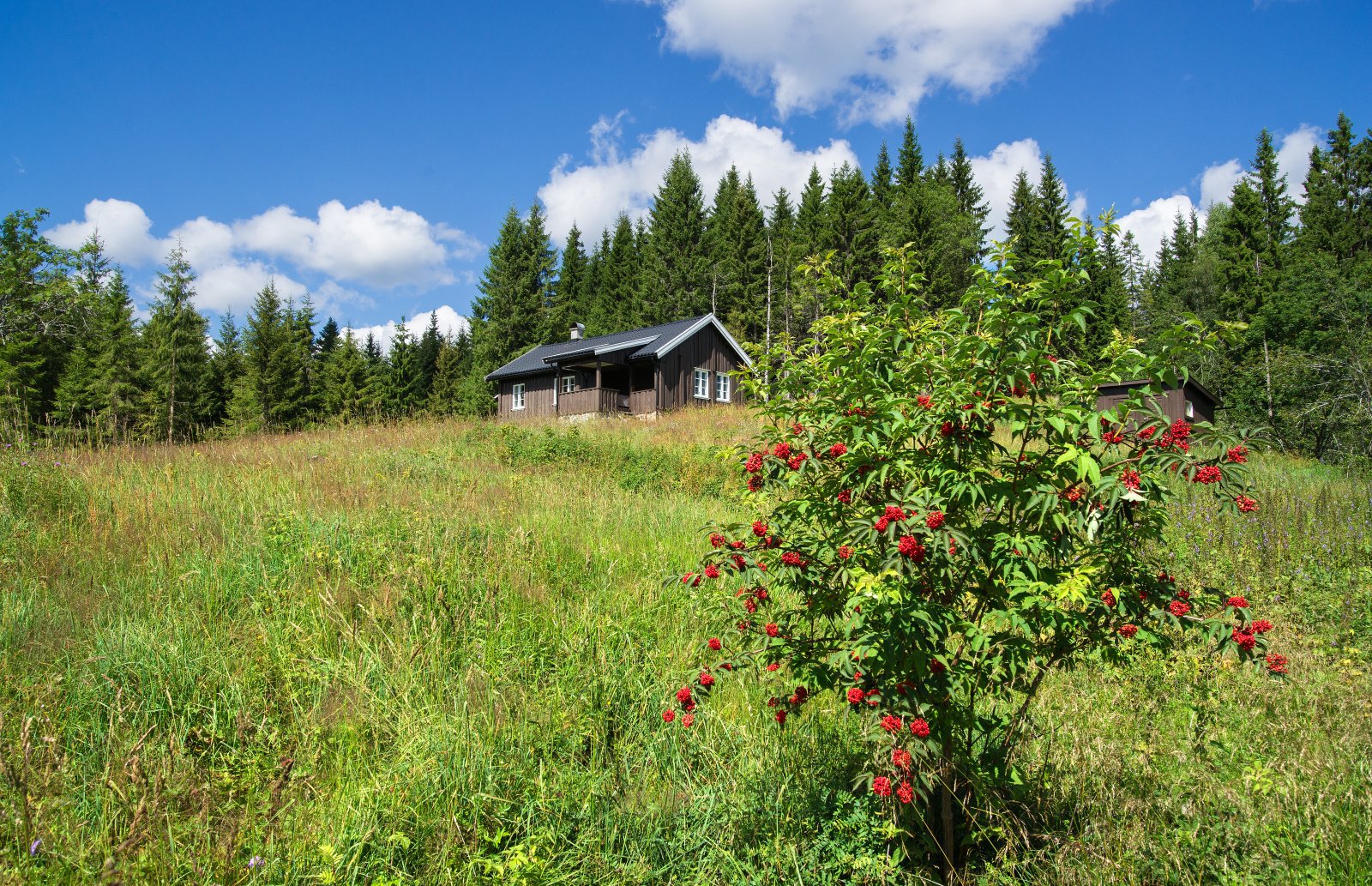 Sommer ved Jonsrudkampen