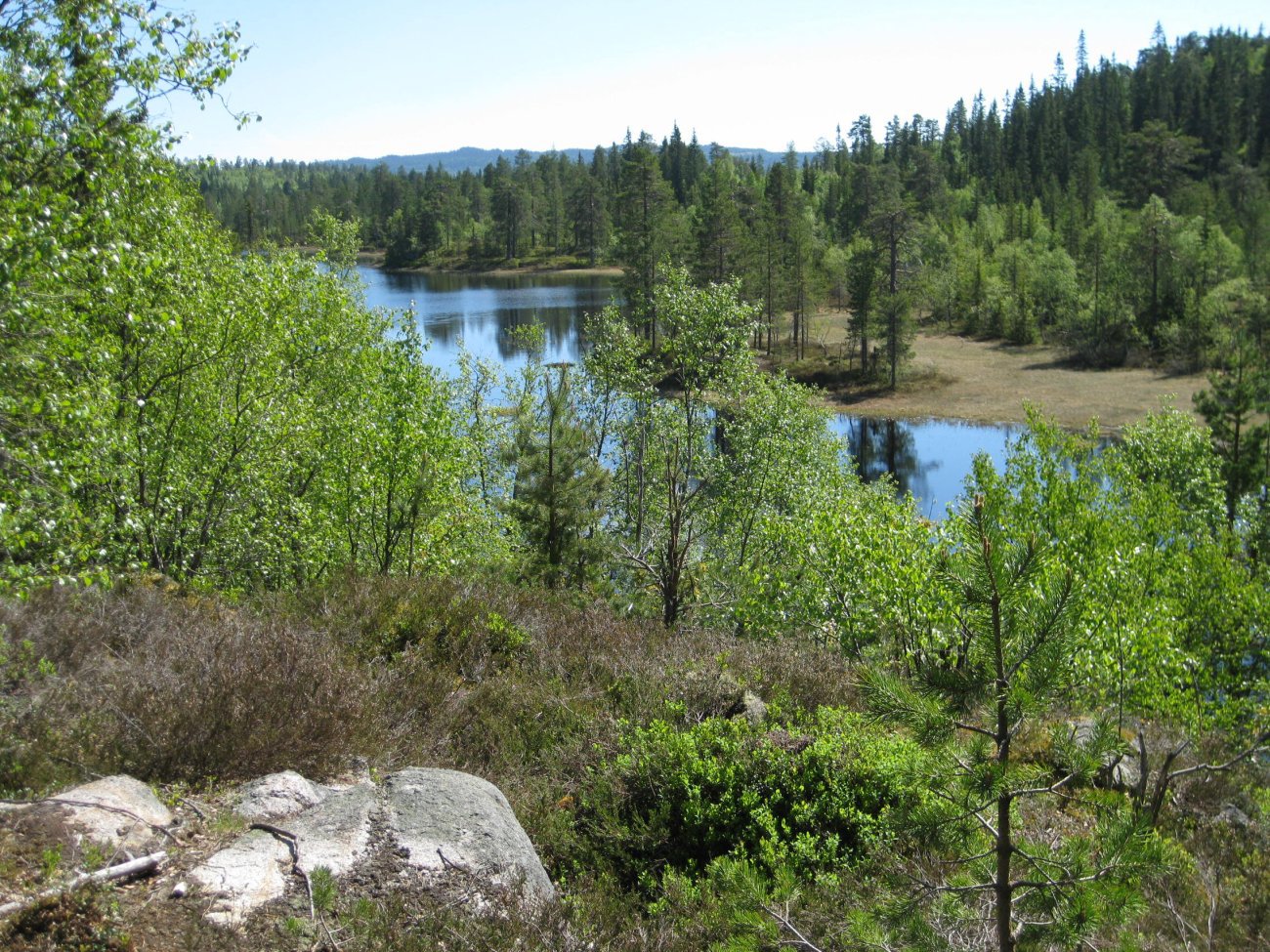 Sommer ved Langtjern