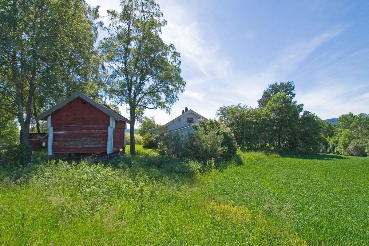 Sommerfagert på Ringnes