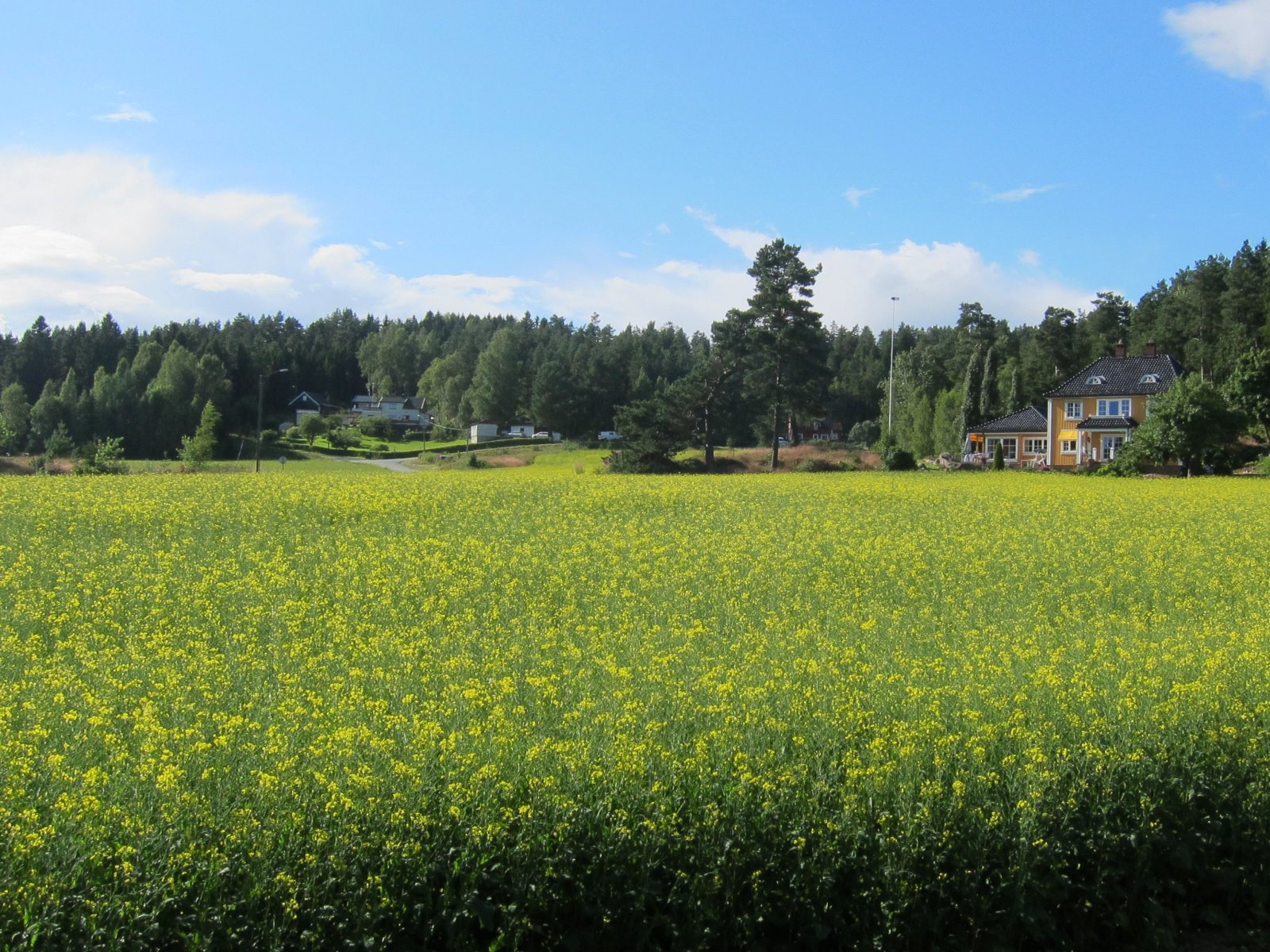 Sommerfrodig ved Røedsgrinda