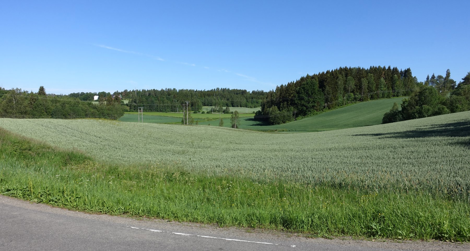 Sommergrønt ved Nordre Ålerud