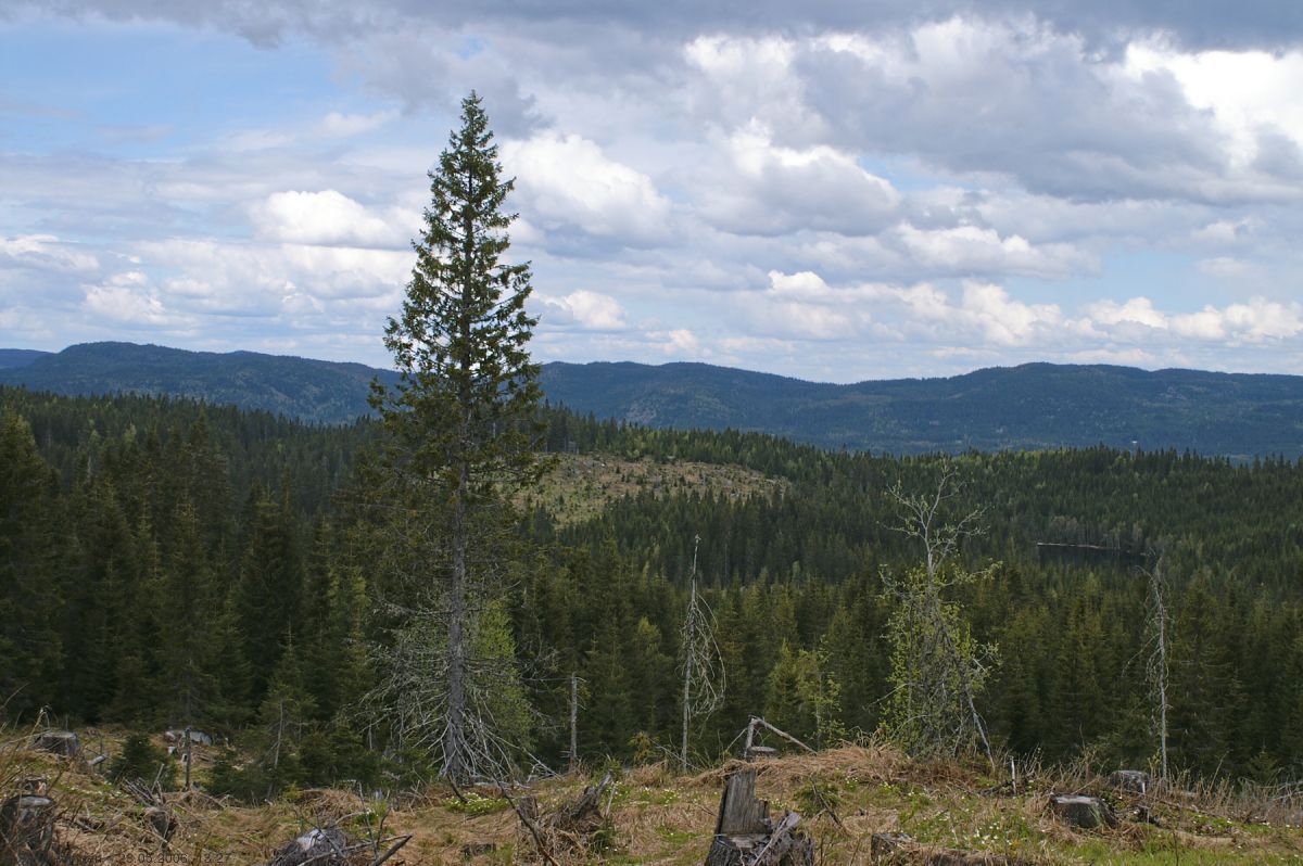 Søndagsettermiddag på Branntjernhøgda