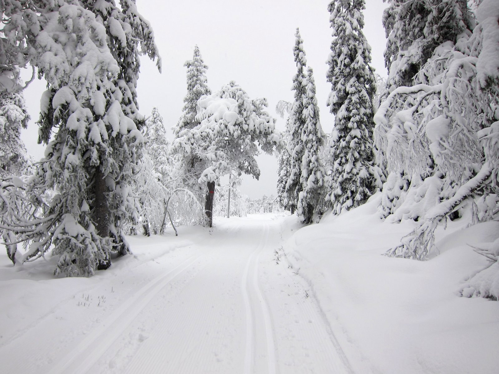 Sort/hvitt-sprakende vinterlandskap