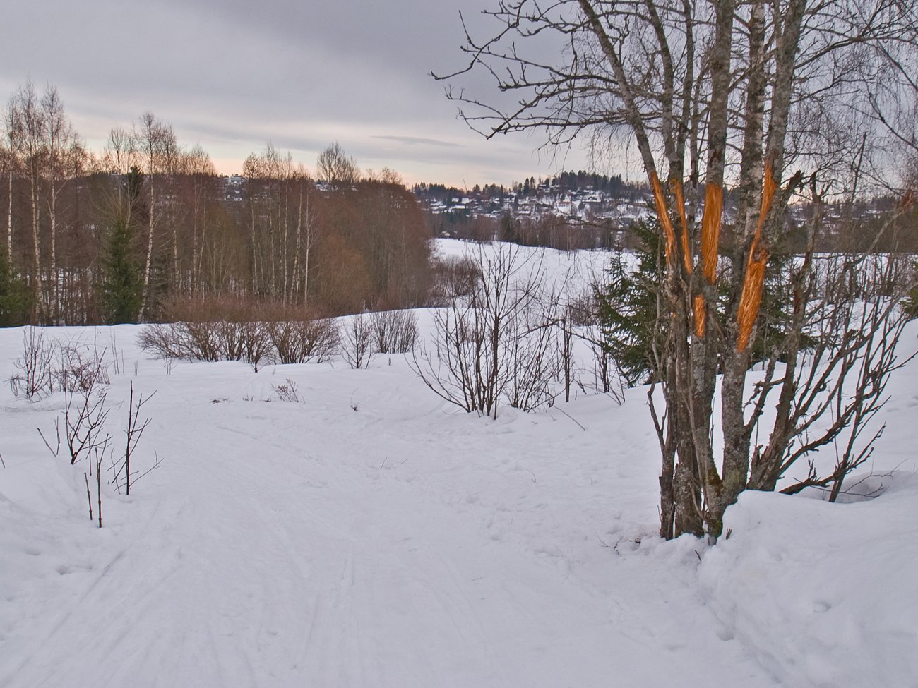 Spor etter sulten elg