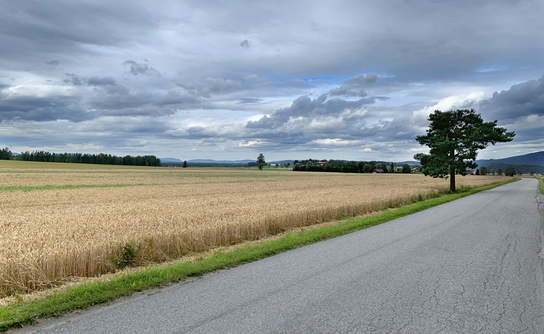 Steinsletta er paddeflat, men har tre enslige trær på ei rekke