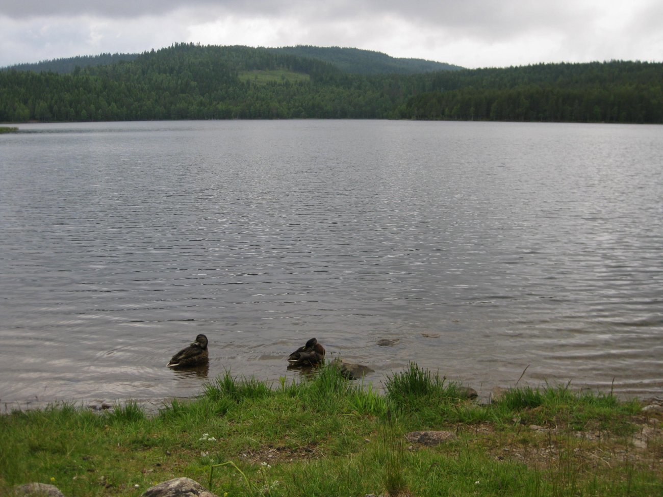 Stille sankthansdag ved Gåslungen