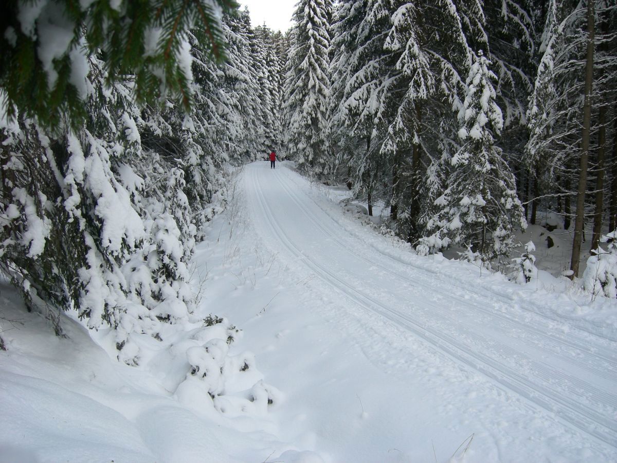 Stor skog i lille Kjekstadmarka