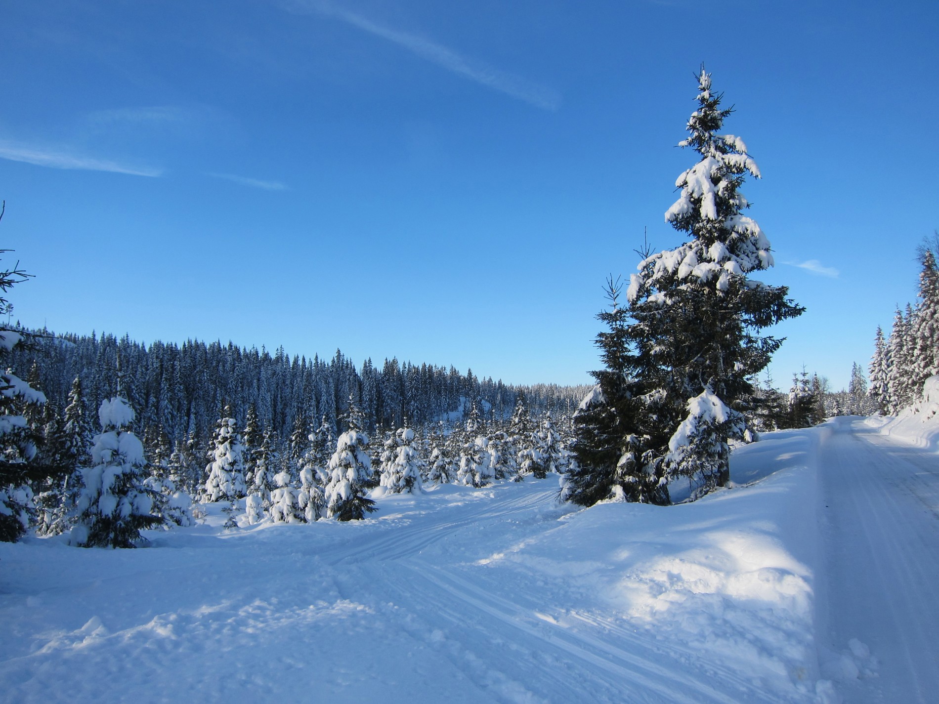 Strake veien fra Holsvangen til Lynesvangen