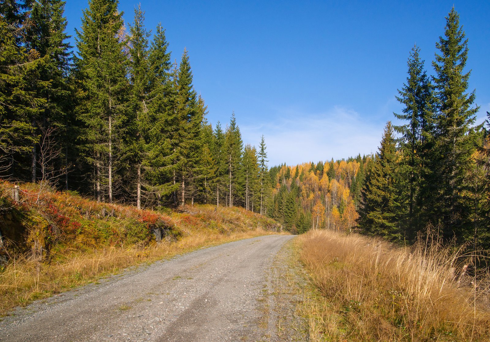 Strålende høstdag på Krokskogen