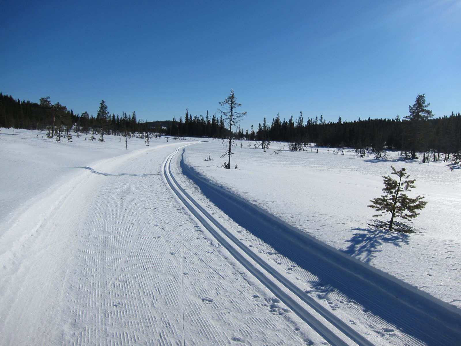 Strålende på Totenåsen